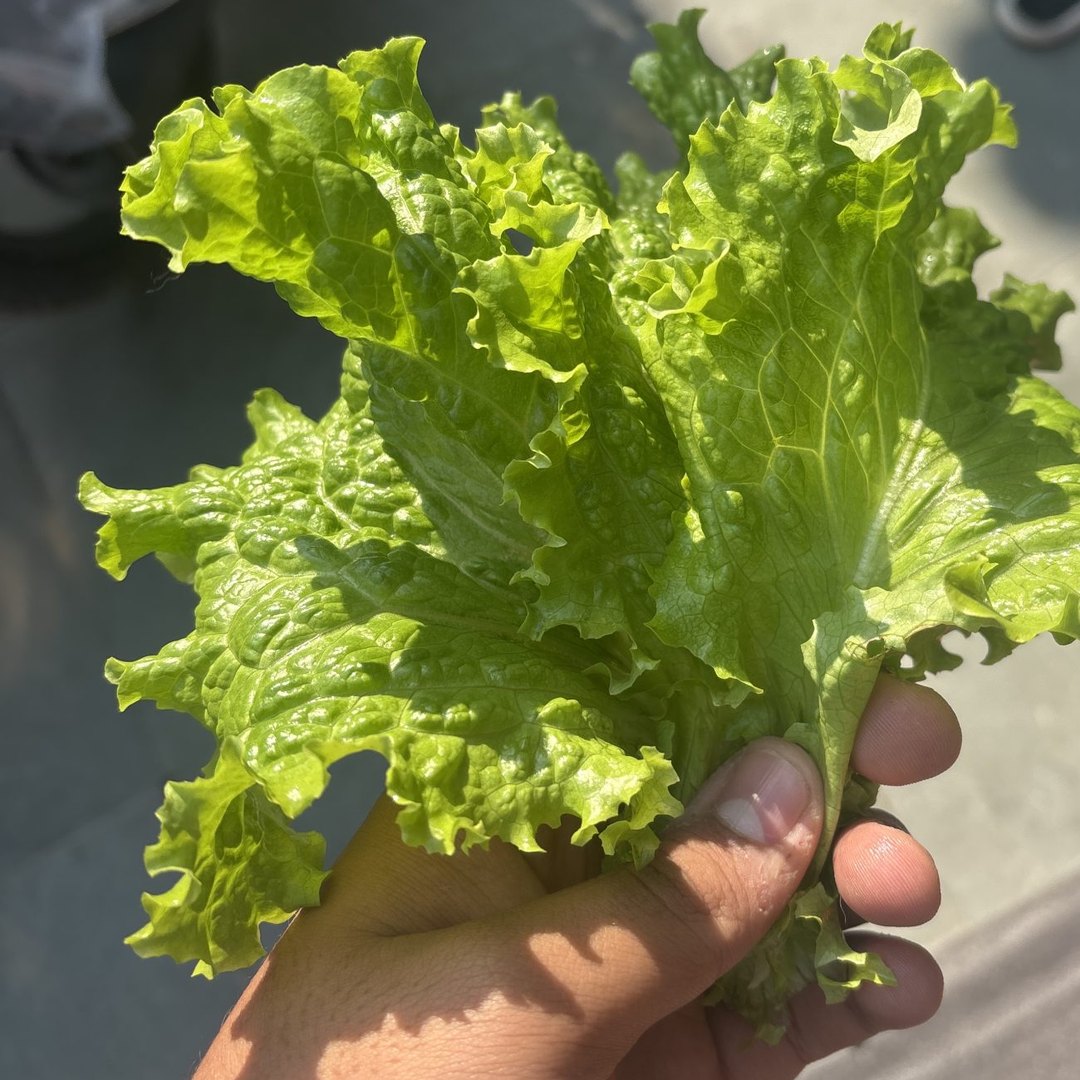 Manos sosteniendo hojas verdes recién cosechadas